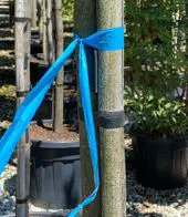 nastro segnapiante  azzurro con logo