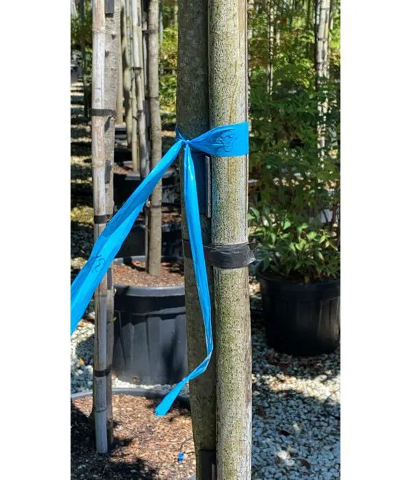 nastro segnapiante  azzurro con logo