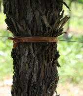 Tubetto agricolo in PVC su spoletta in legno legatura