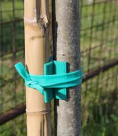 Tutore in pvc a X tra canna di bambù e pianta. Protegge il tronco della pianta e si adatta alla sua crescita. Prodotto utilizzato nei vivai. 