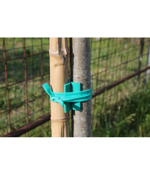 Tutore in pvc a X tra canna di bambù e pianta. Protegge il tronco della pianta e si adatta alla sua crescita. Prodotto utilizzato nei vivai. 