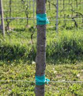 Pvc brace . Protects the trunk of the plant and adapts to its growth. Product used in nurseries.  Protects bark from wire