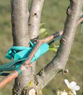 C7 wire guard , tree guard. 
