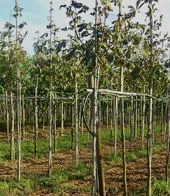 Tubetto agricolo in PVC 